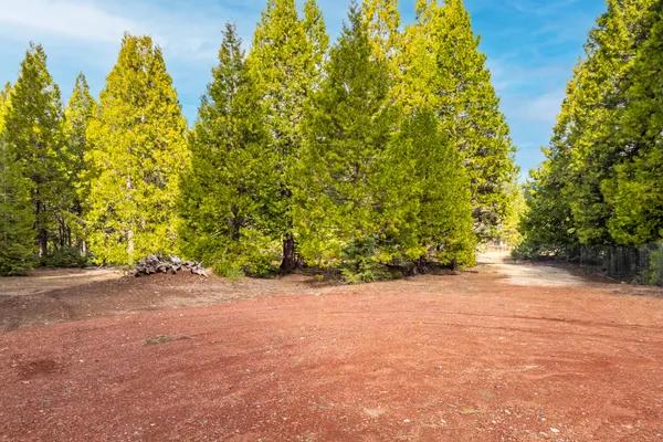 a view of a forest with trees in the background