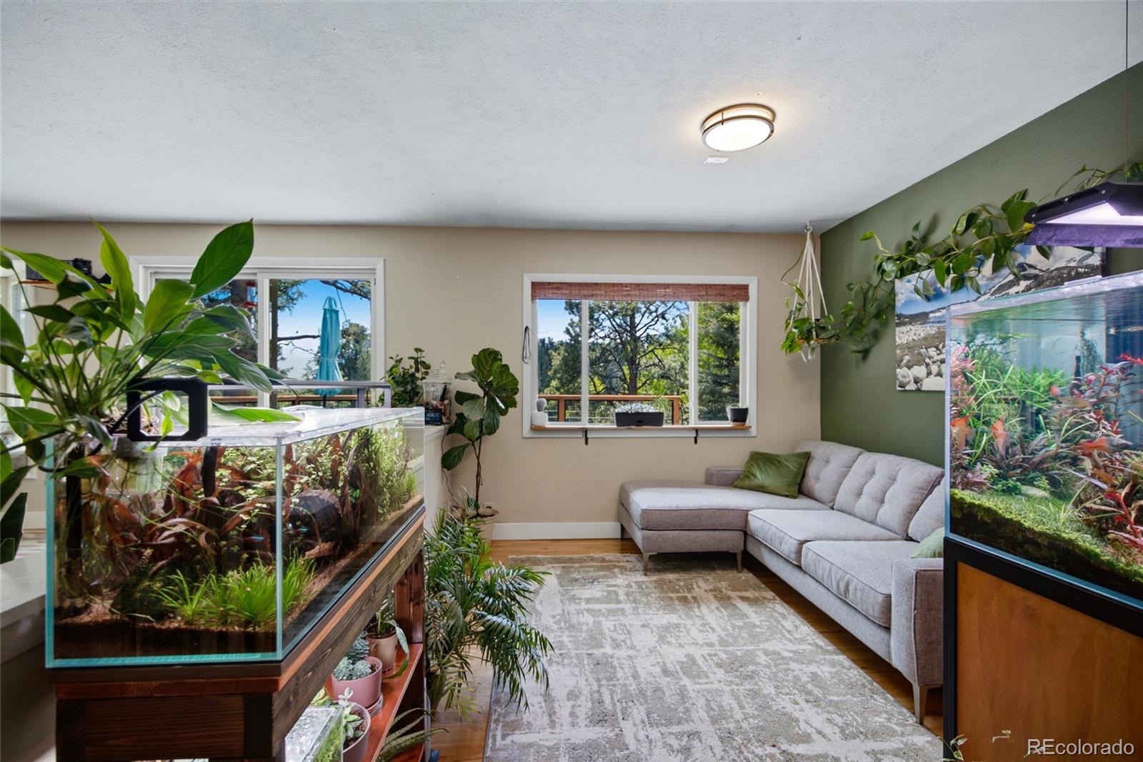 31280 Florence Road Conifer, CO 80433 - Photo 12 of 48 a living room with furniture and a potted plant