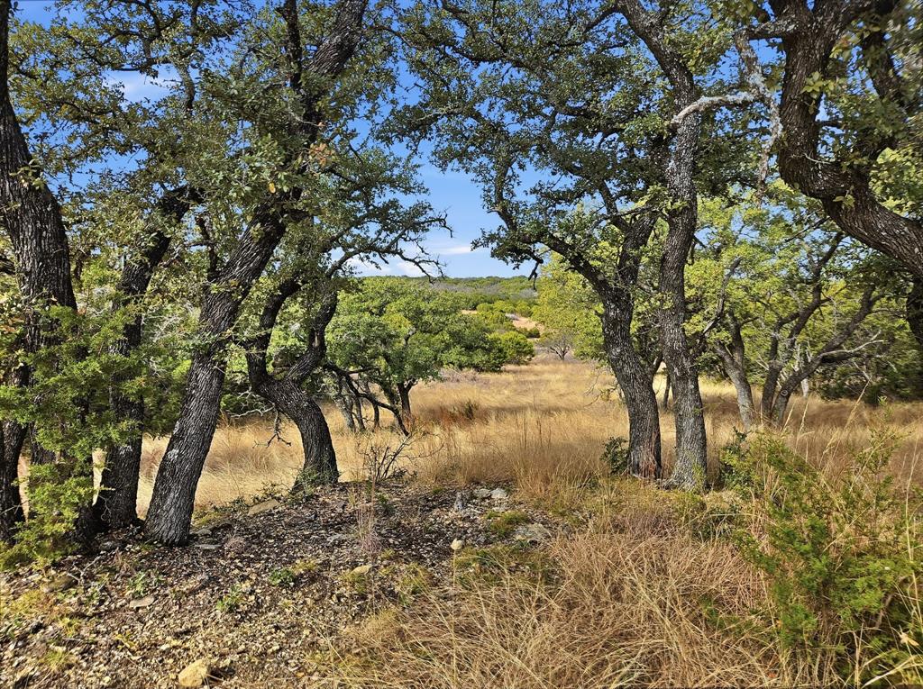 a view of a yard with a tree