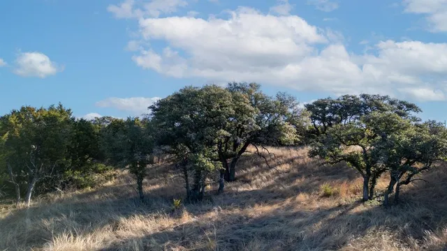 a view of a yard with a tree