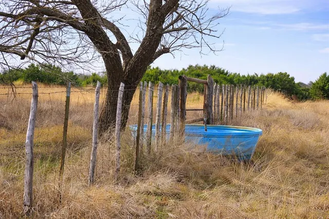 a view of a backyard with a tree