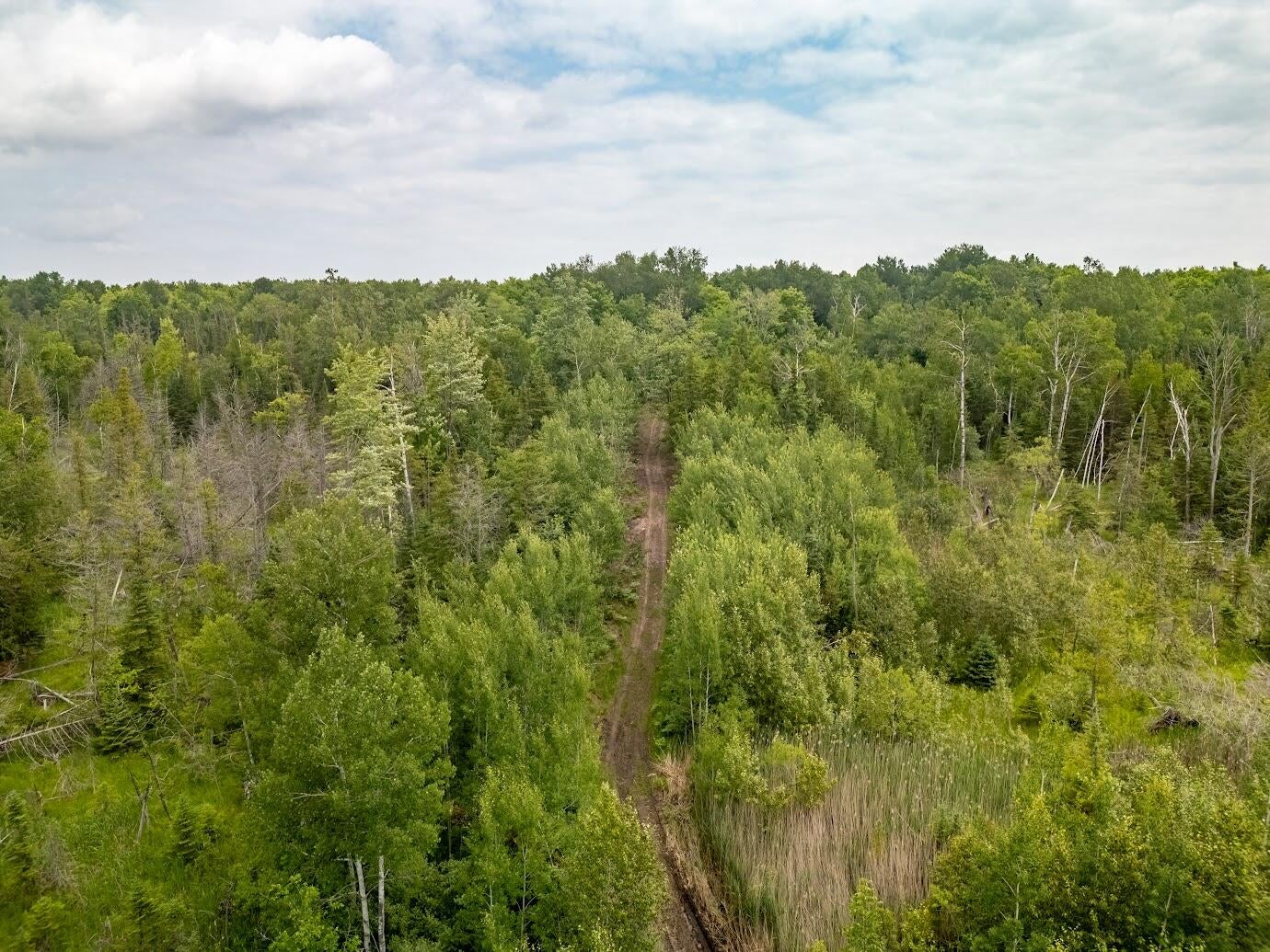 56.7-ac Emils Landing Road Hillman, MI 49746 - Photo 4 of 15 Gallery Image 4