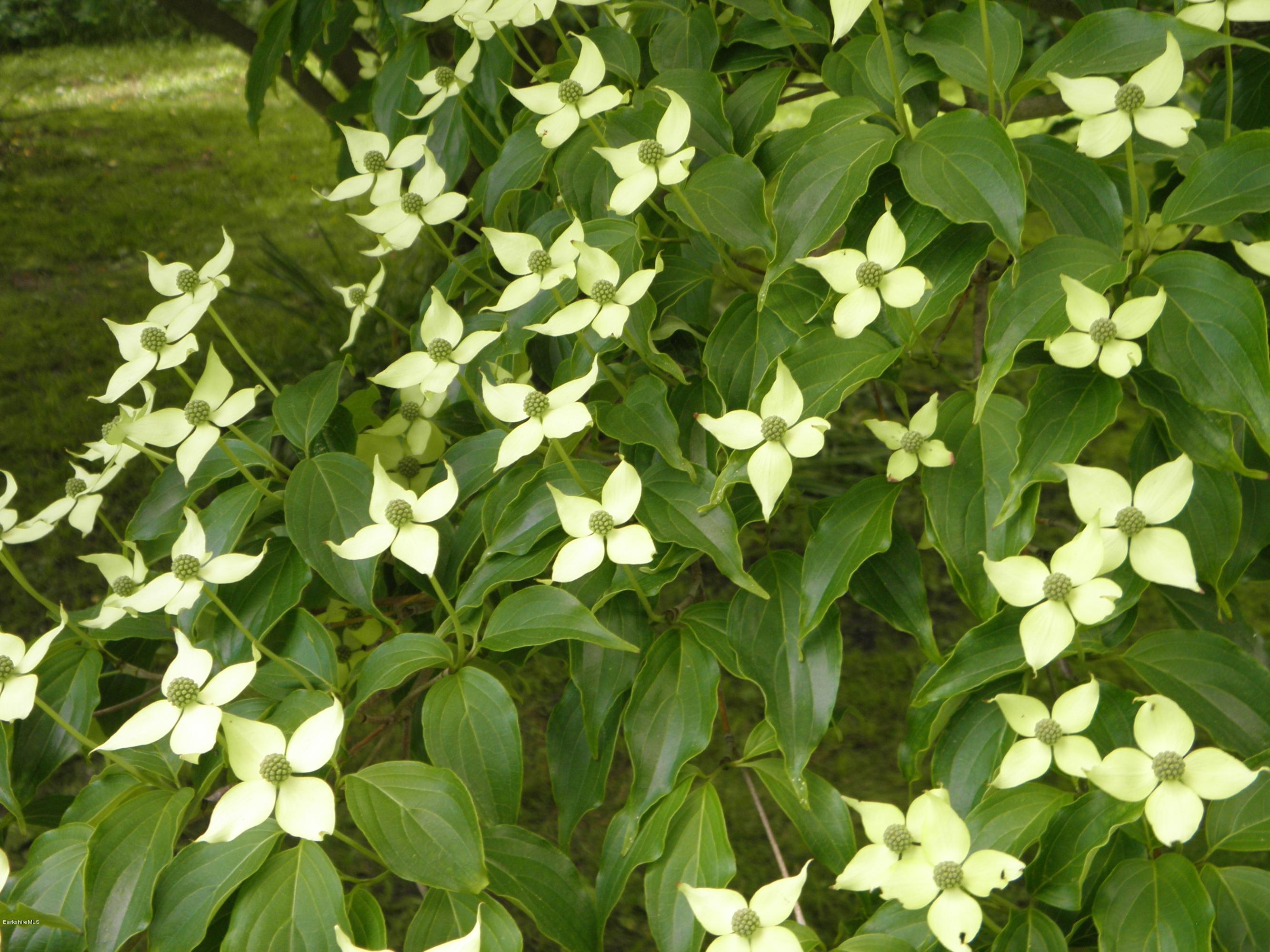 3 Clark Road Stockbridge, MA 01262 - Photo 10 of 15 floweringtree