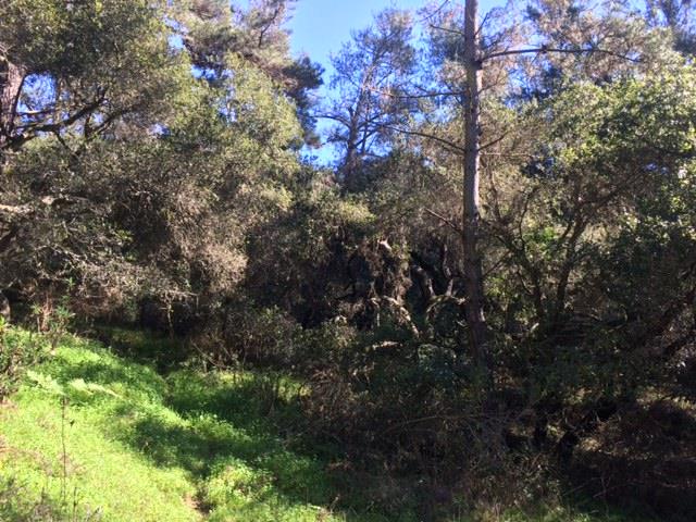 0 Walker Valley Road Castroville, CA 95012 - Photo 2 of 3 Gallery Image 2