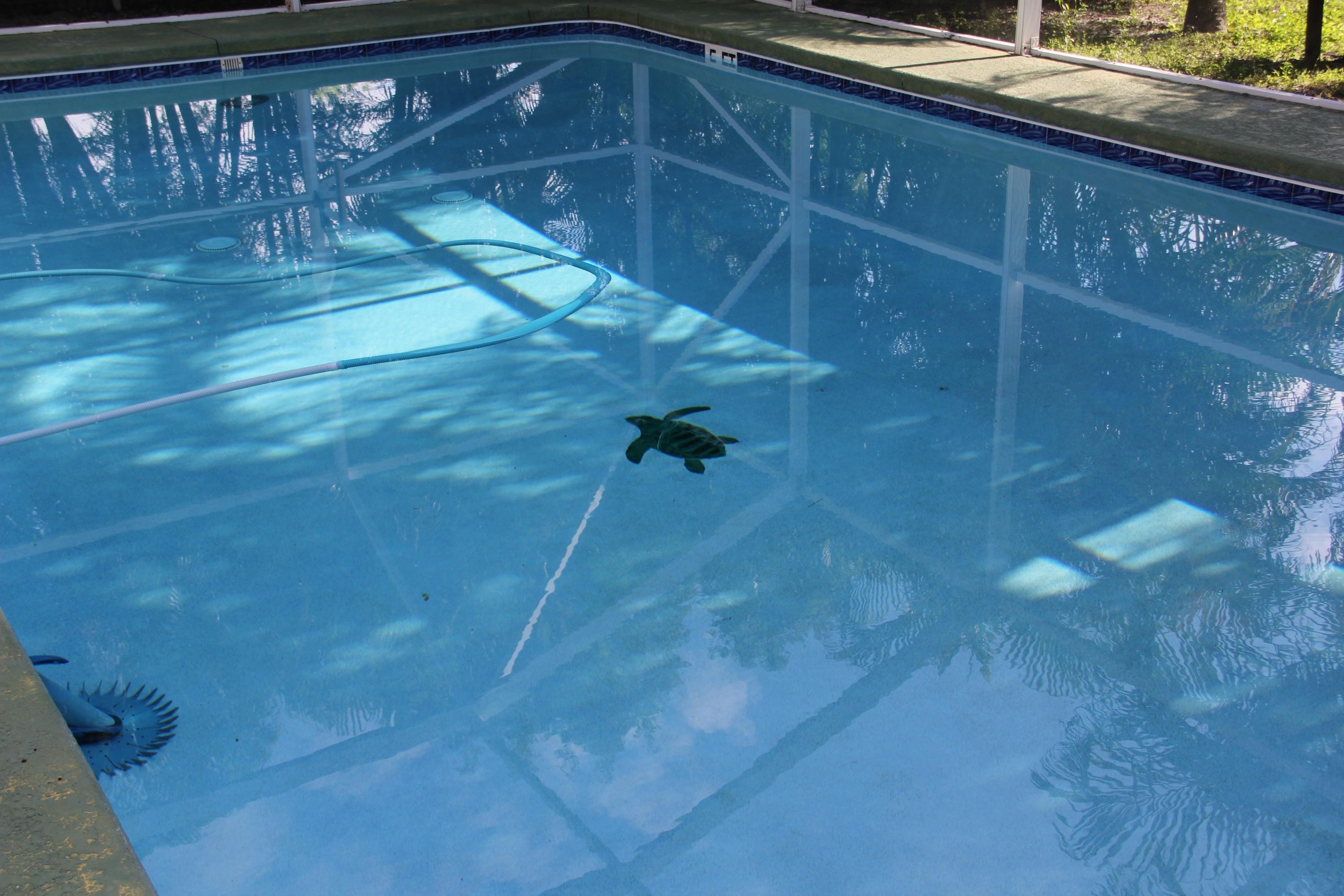9141 154th Road North Jupiter, FL 33478 - Photo 35 of 61 Screened Pool & Patio