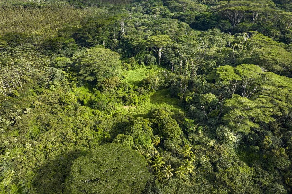 10 Pahoa Kapoho Road Pahoa, HI 96778 - Photo 11 of 12 a view of a lush green forest with houses