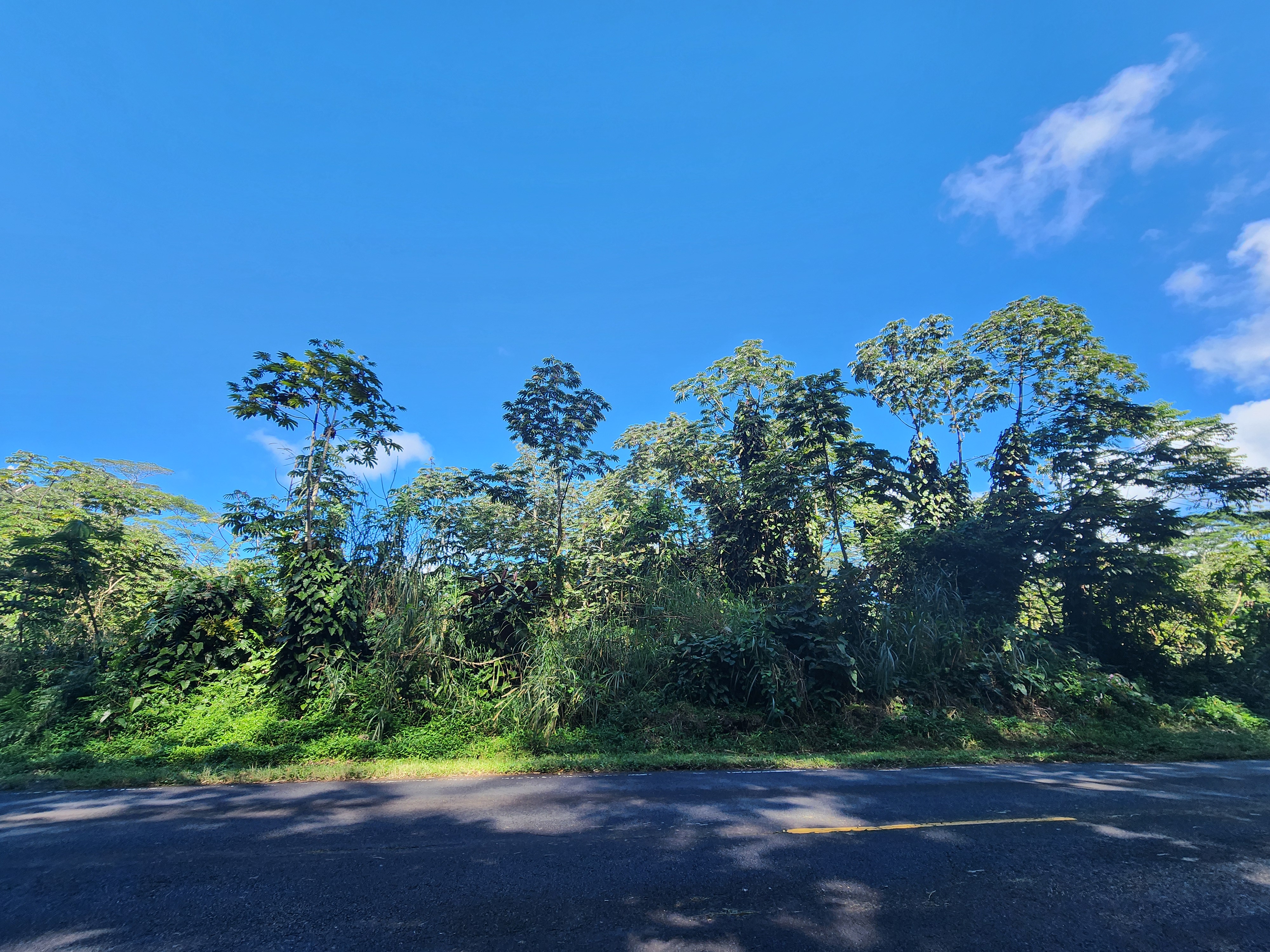 10 Pahoa Kapoho Road Pahoa, HI 96778 - Photo 3 of 12 a view of a yard with a tree