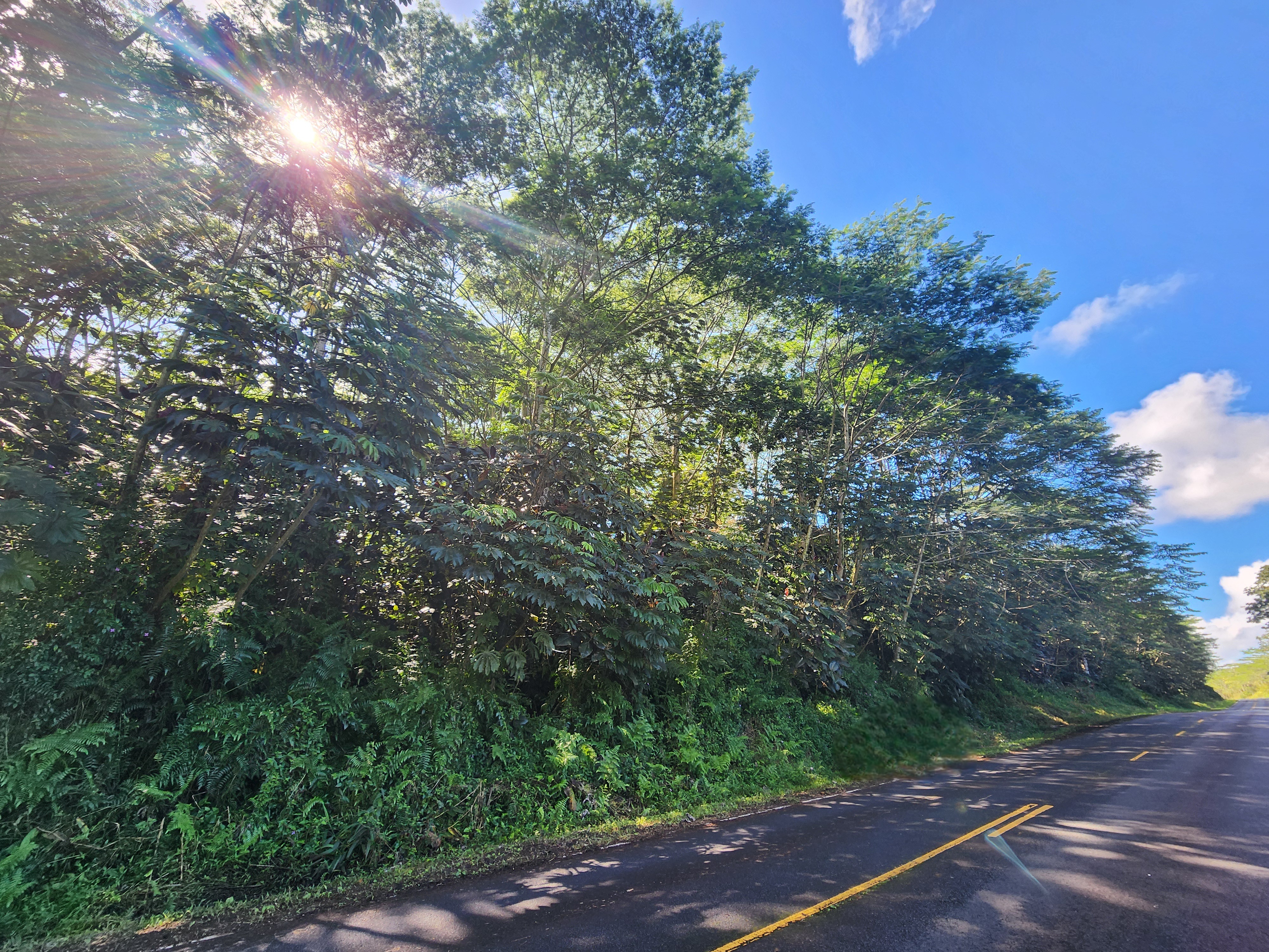 10 Pahoa Kapoho Road Pahoa, HI 96778 - Photo 8 of 12 a view of forest