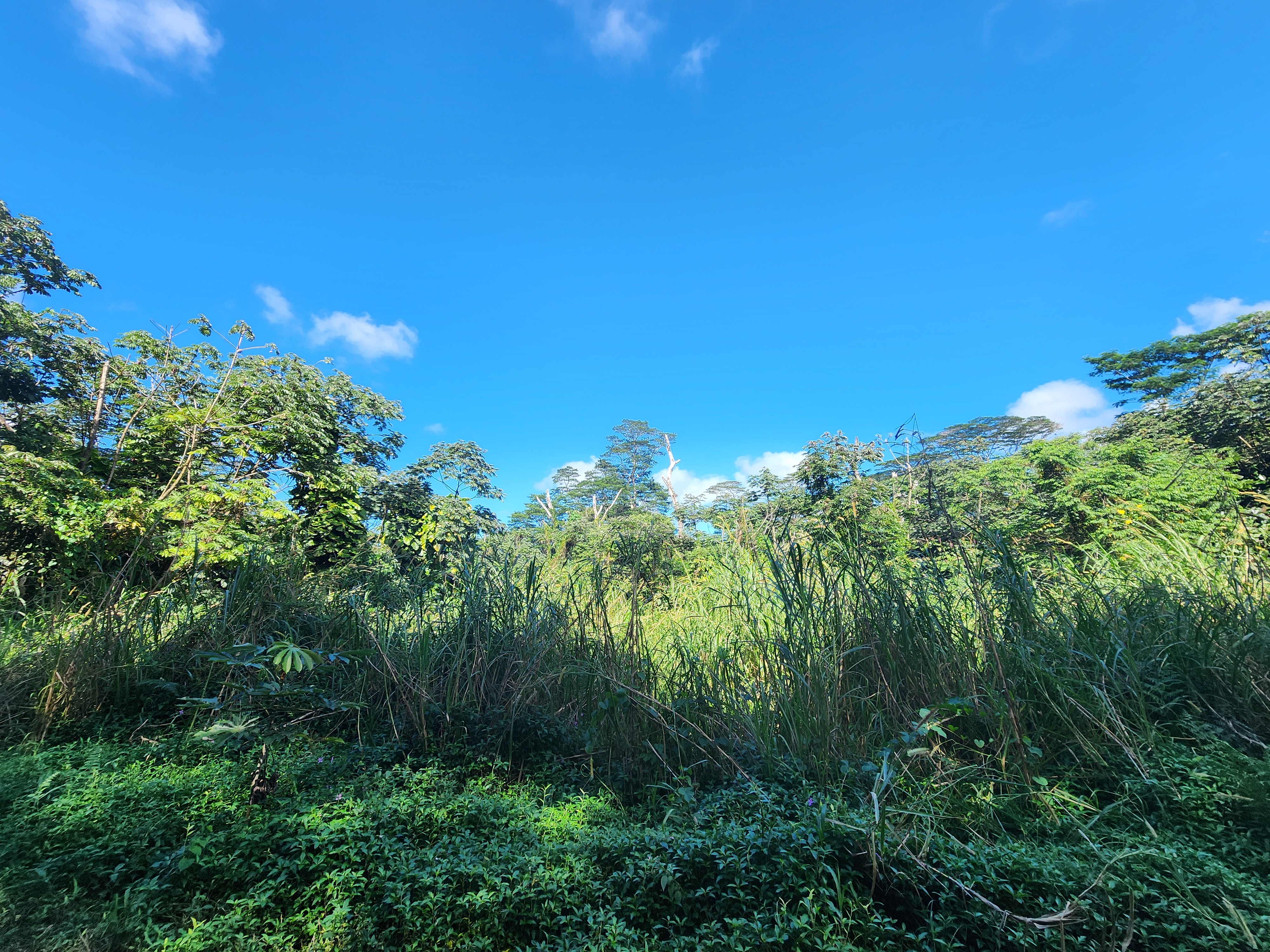 10 Pahoa Kapoho Road Pahoa, HI 96778 - Photo 9 of 12 a view of a green field