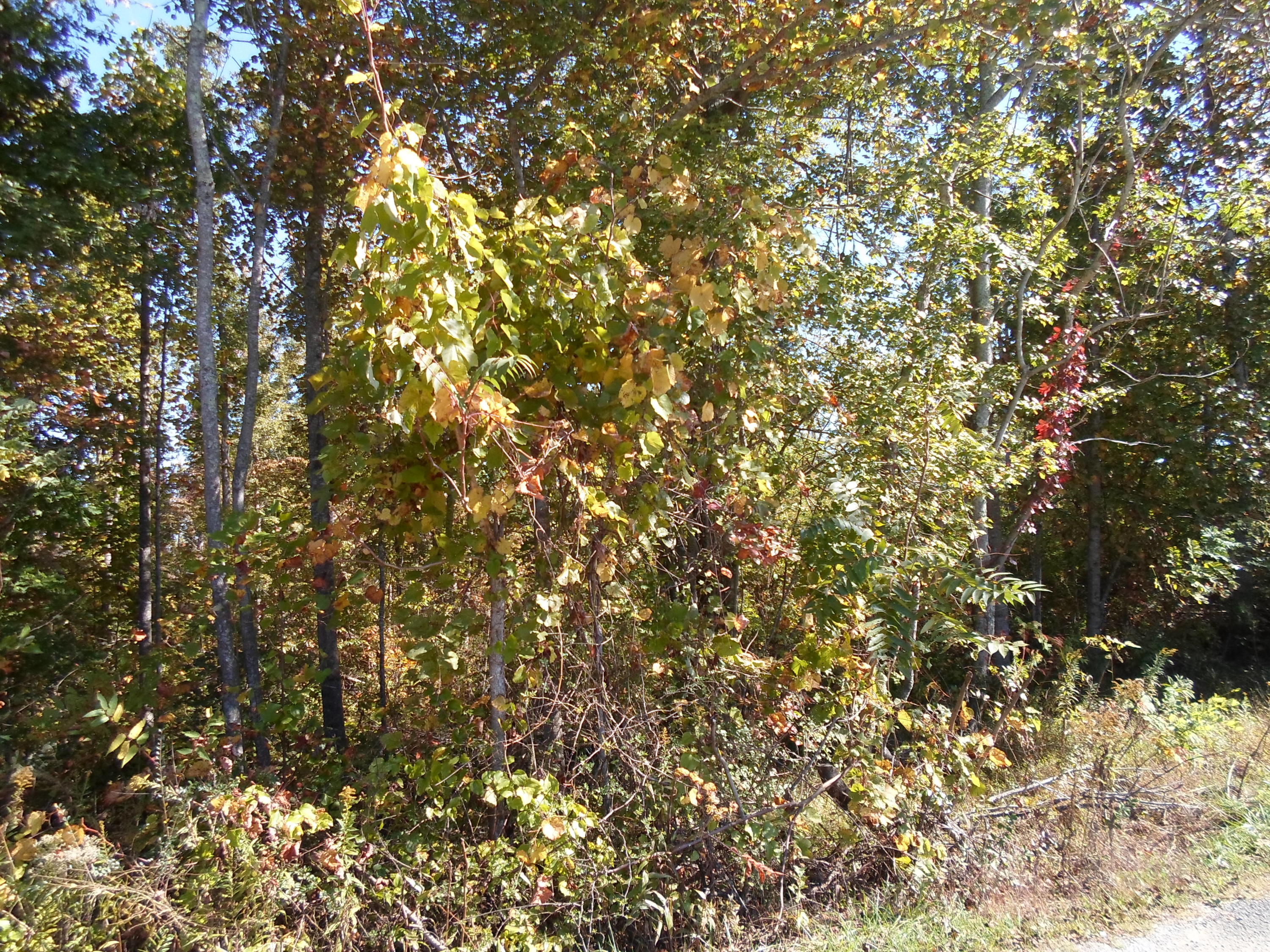 1240 Old Ridge Road Sparta, TN 38583 - Photo 6 of 7 SAM_1973
