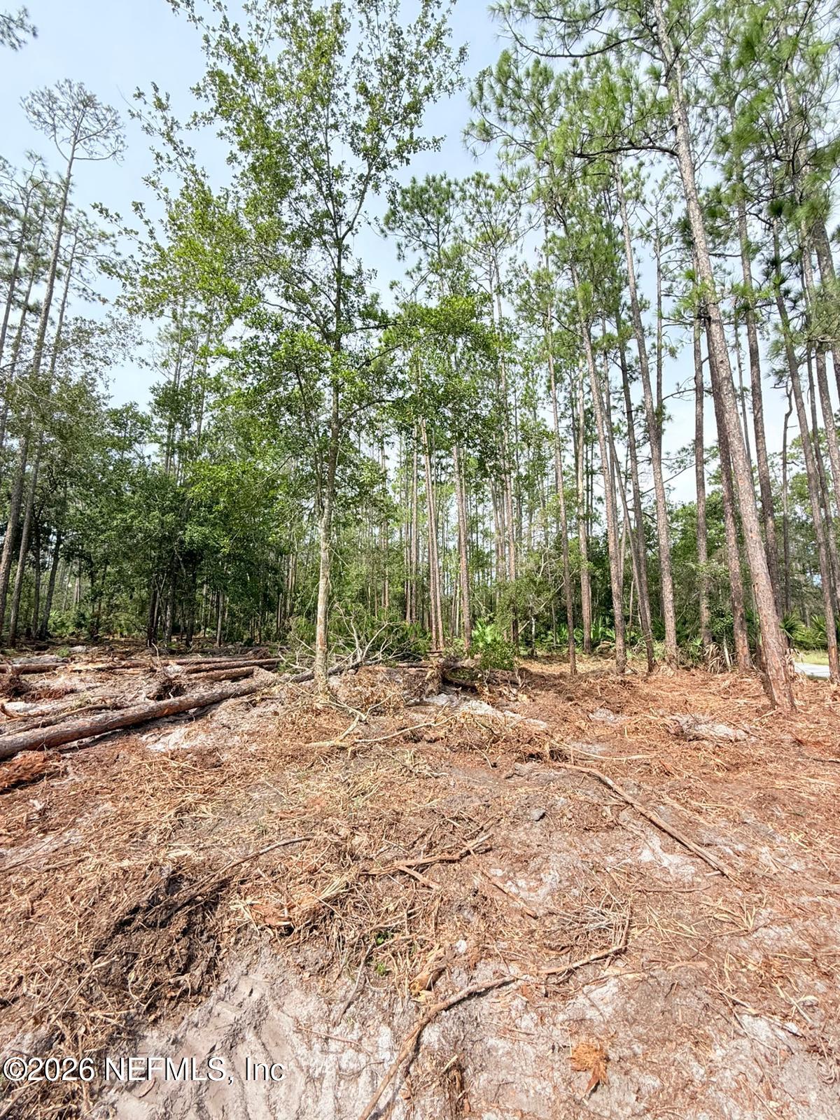34 Whispering Pines Road Georgetown, FL 32139 - Photo 5 of 7 a view of a yard with a tree