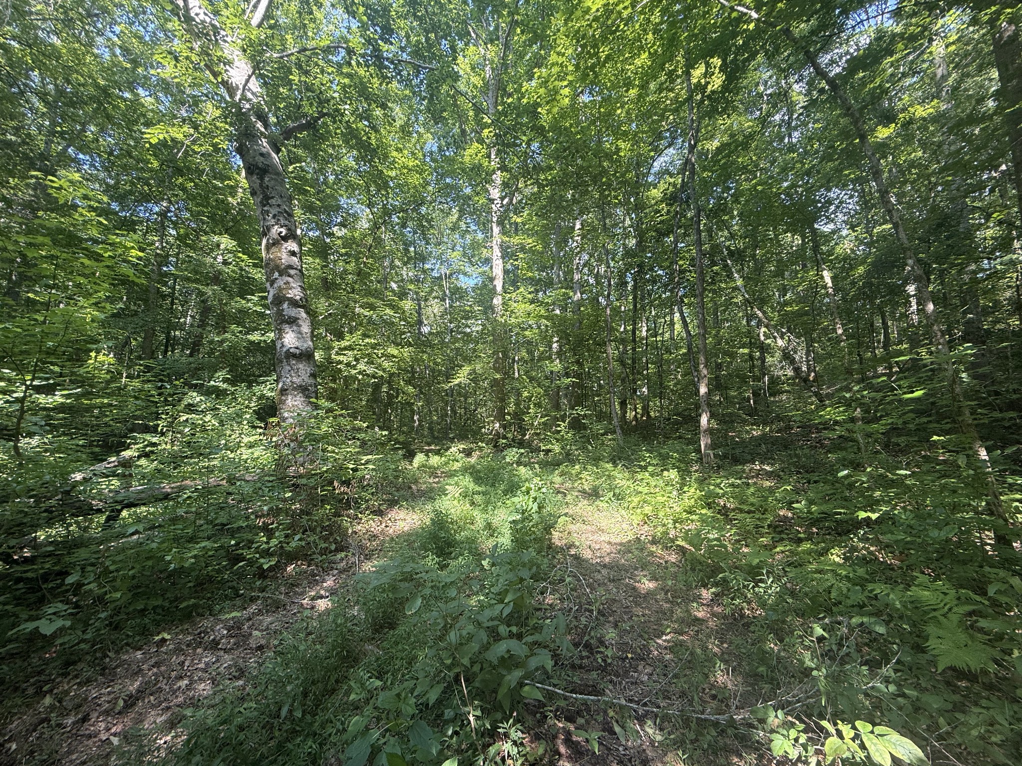 0 Toll Hollow Road Waynesboro, TN 38485 - Photo 20 of 43