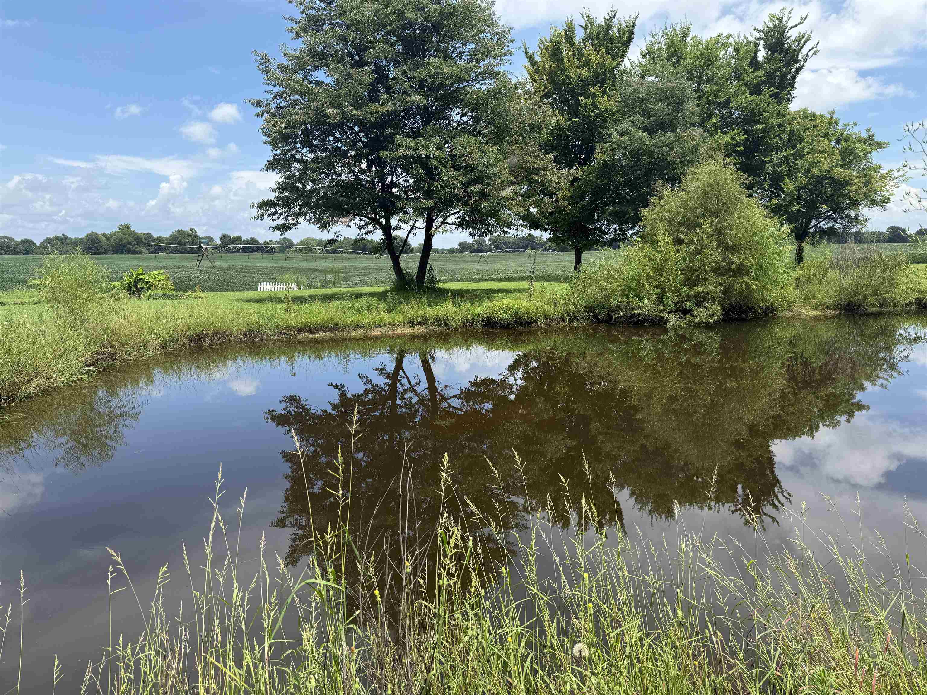 2201 Robert Johnson Road Covington, TN 38019 - Photo 11 of 25 Reflective pond feature framed by natural grasses and mature trees