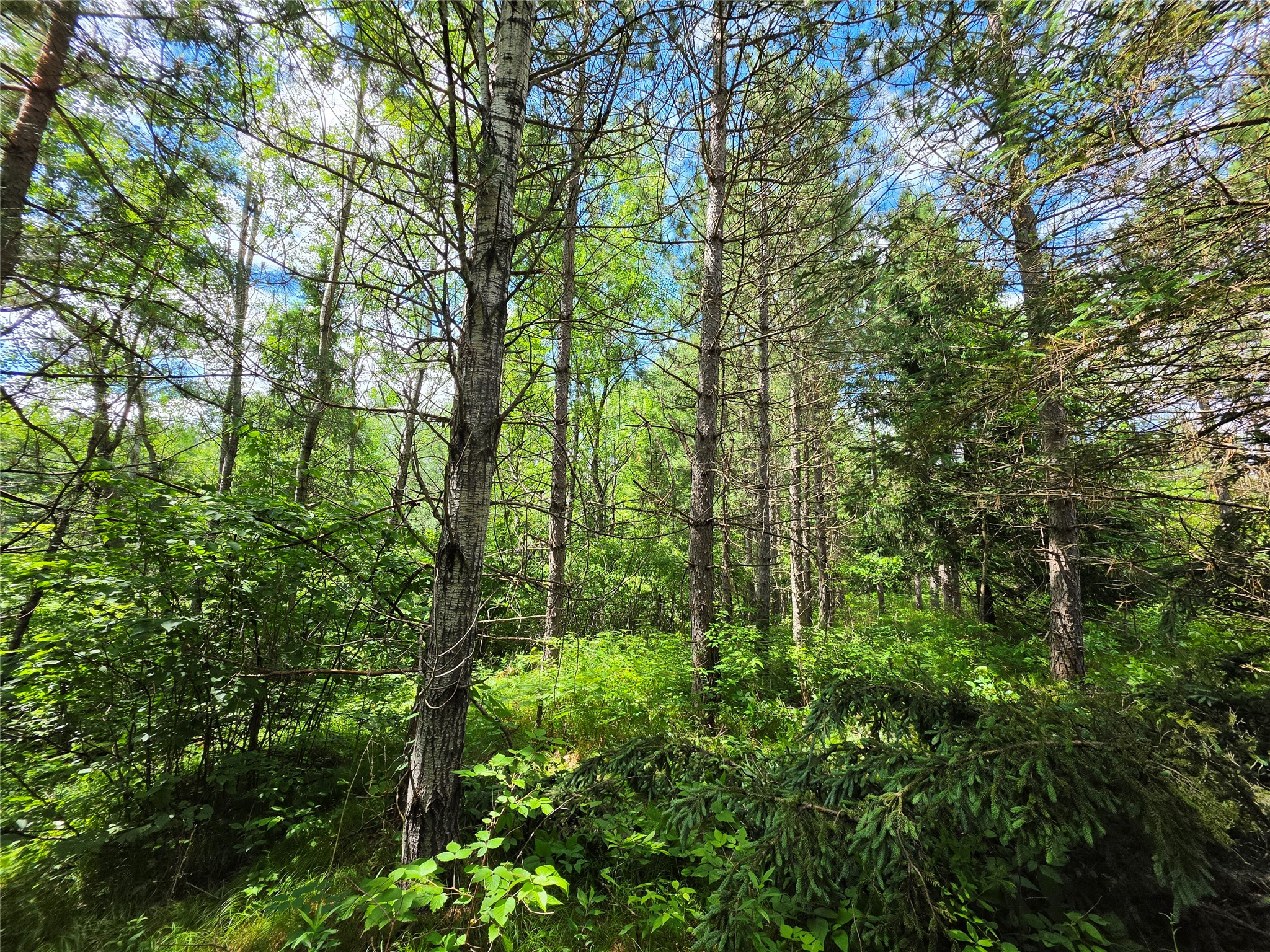 20-acres Adams Road Bruce, WI 54819 - Photo 7 of 14