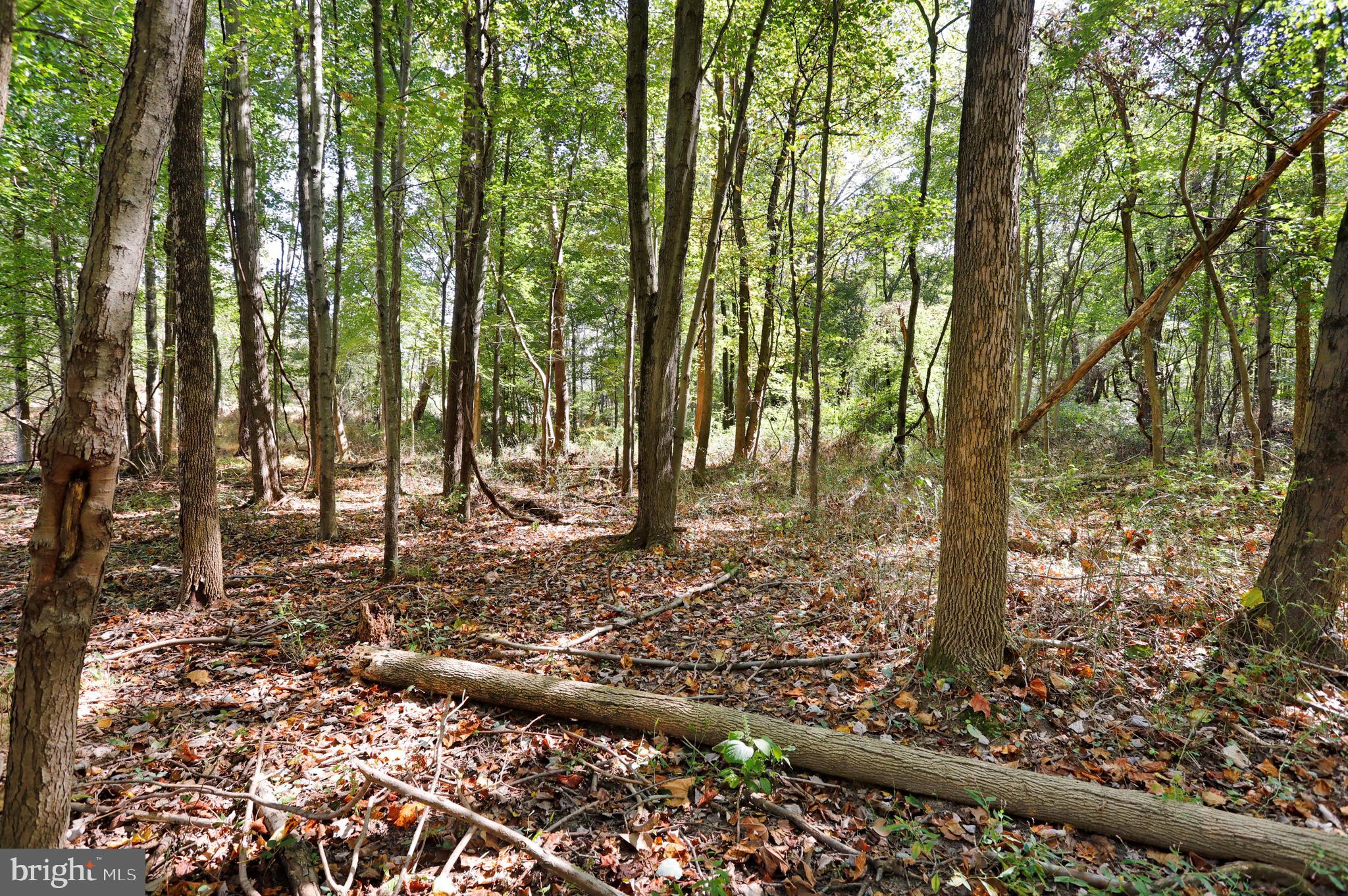 21175 San Mar Road Boonsboro, MD 21713 - Photo 75 of 99 Woods