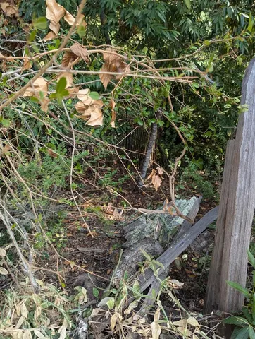 a backyard of a house with lots of plants and large trees