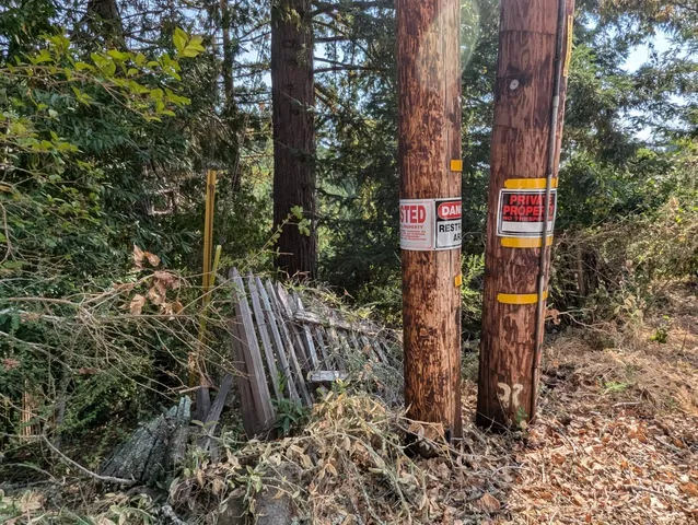 a view of a yard with plants and trees
