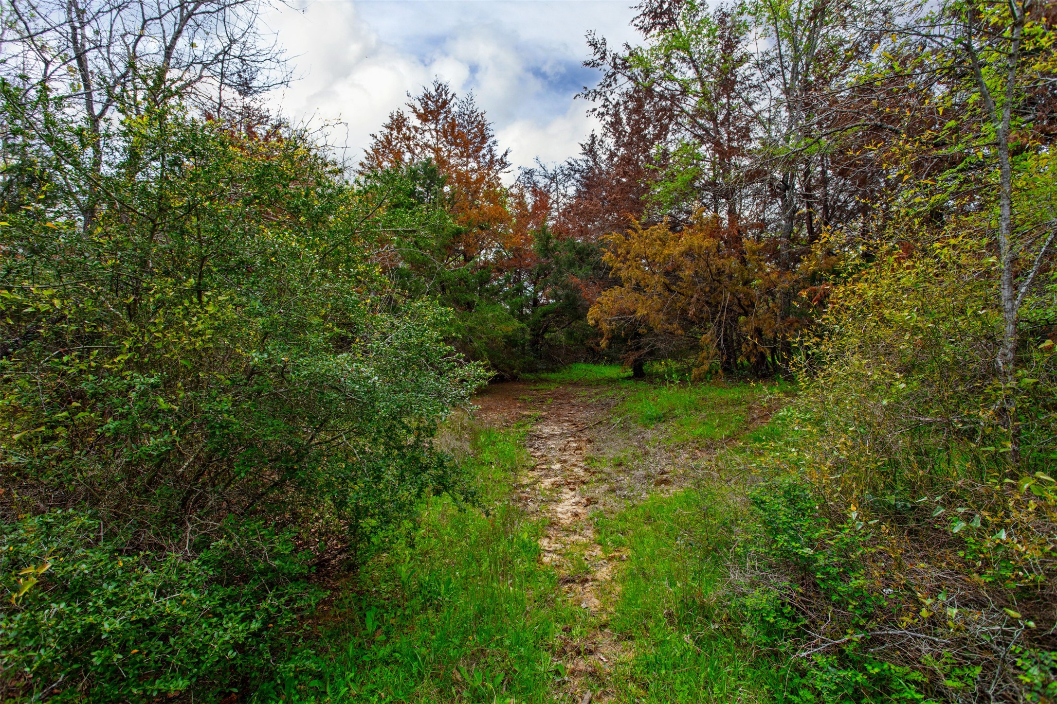 3882 Webb Cemetary Road Calvert, TX 77837 - Photo 11 of 14 a view of yard with green space