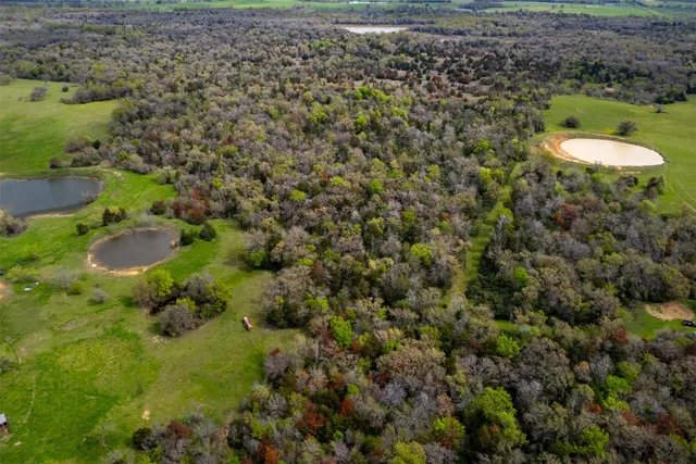 a view of a plant in a garden