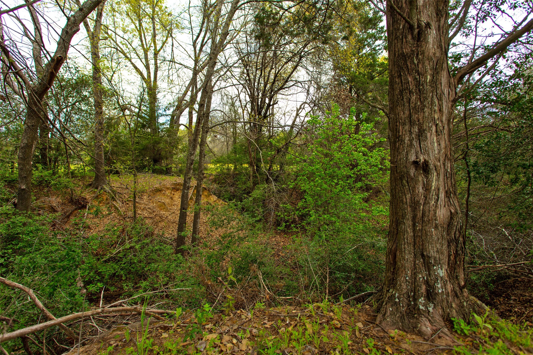 3882 Webb Cemetary Road Calvert, TX 77837 - Photo 5 of 14 a view of a forest with a tree