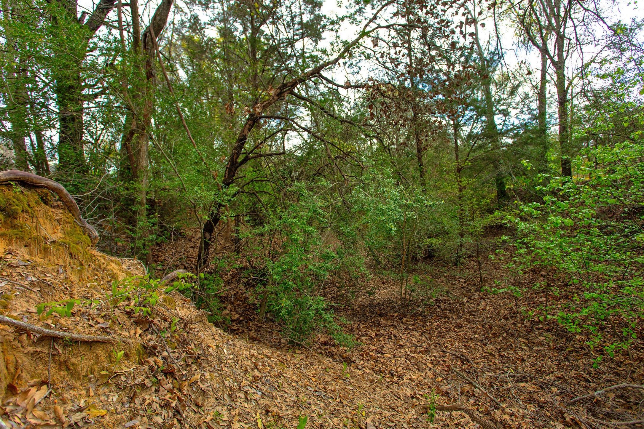 3882 Webb Cemetary Road Calvert, TX 77837 - Photo 6 of 14 a view of a lush green forest with large trees