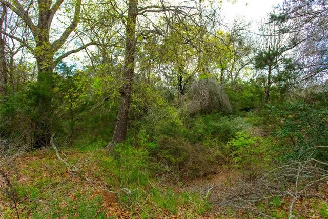 a view of a lush green forest