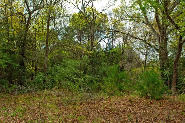 a view of a yard with large trees