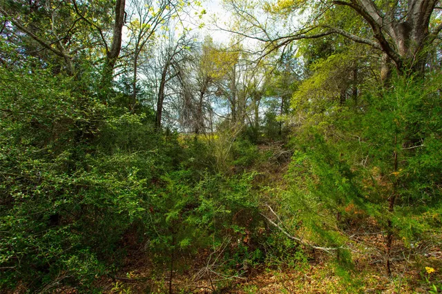 a view of a tree in a yard