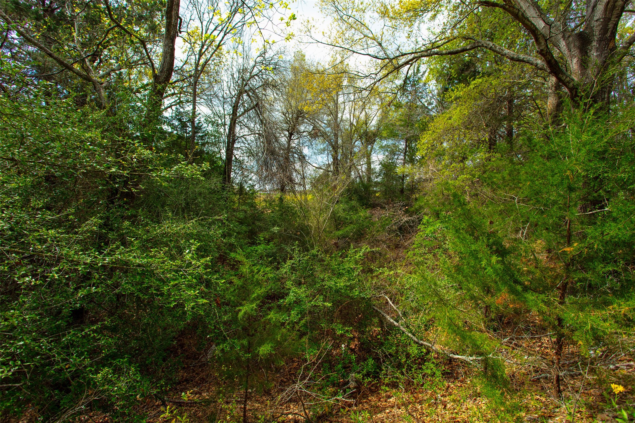 3882 Webb Cemetary Road Calvert, TX 77837 - Photo 9 of 14 a view of a tree in a yard
