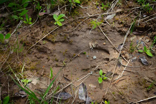 a backyard of a house
