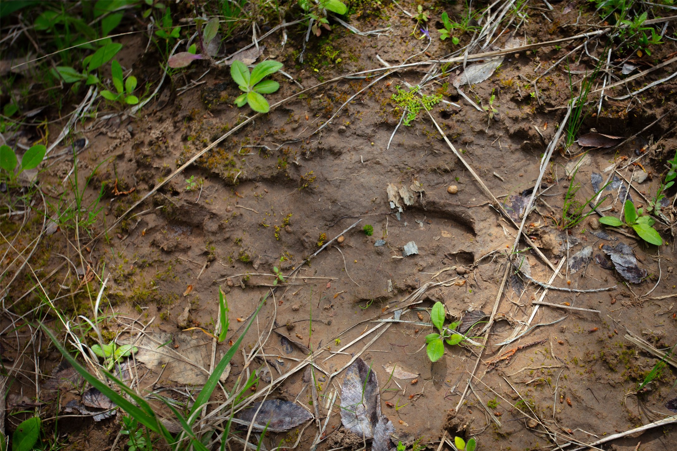 3882 Webb Cemetary Road Calvert, TX 77837 - Photo 10 of 14 a backyard of a house
