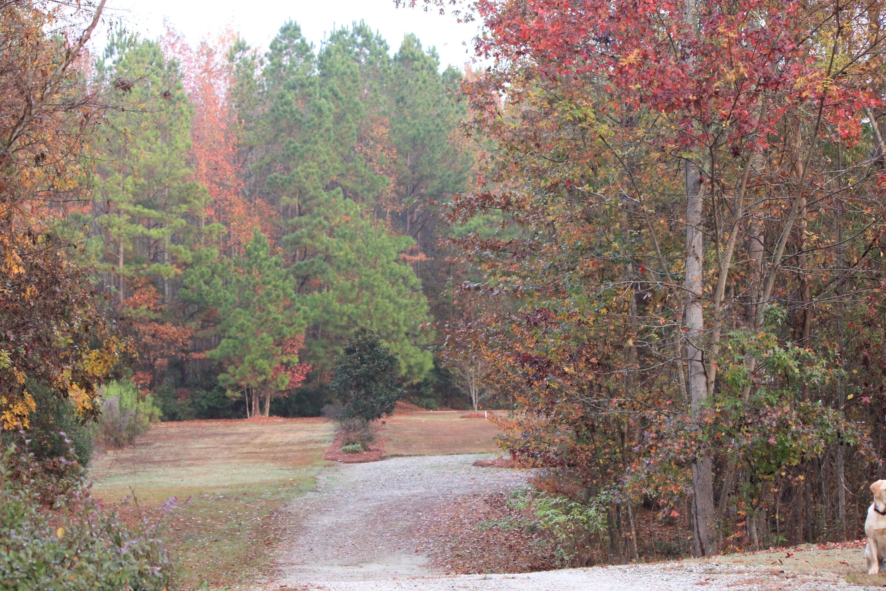 2091 Briar Bend Road Ridgeville, SC 29472 - Photo 3 of 12 IMG_3951