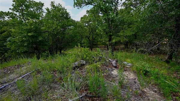 a view of a lush green forest with lots of trees