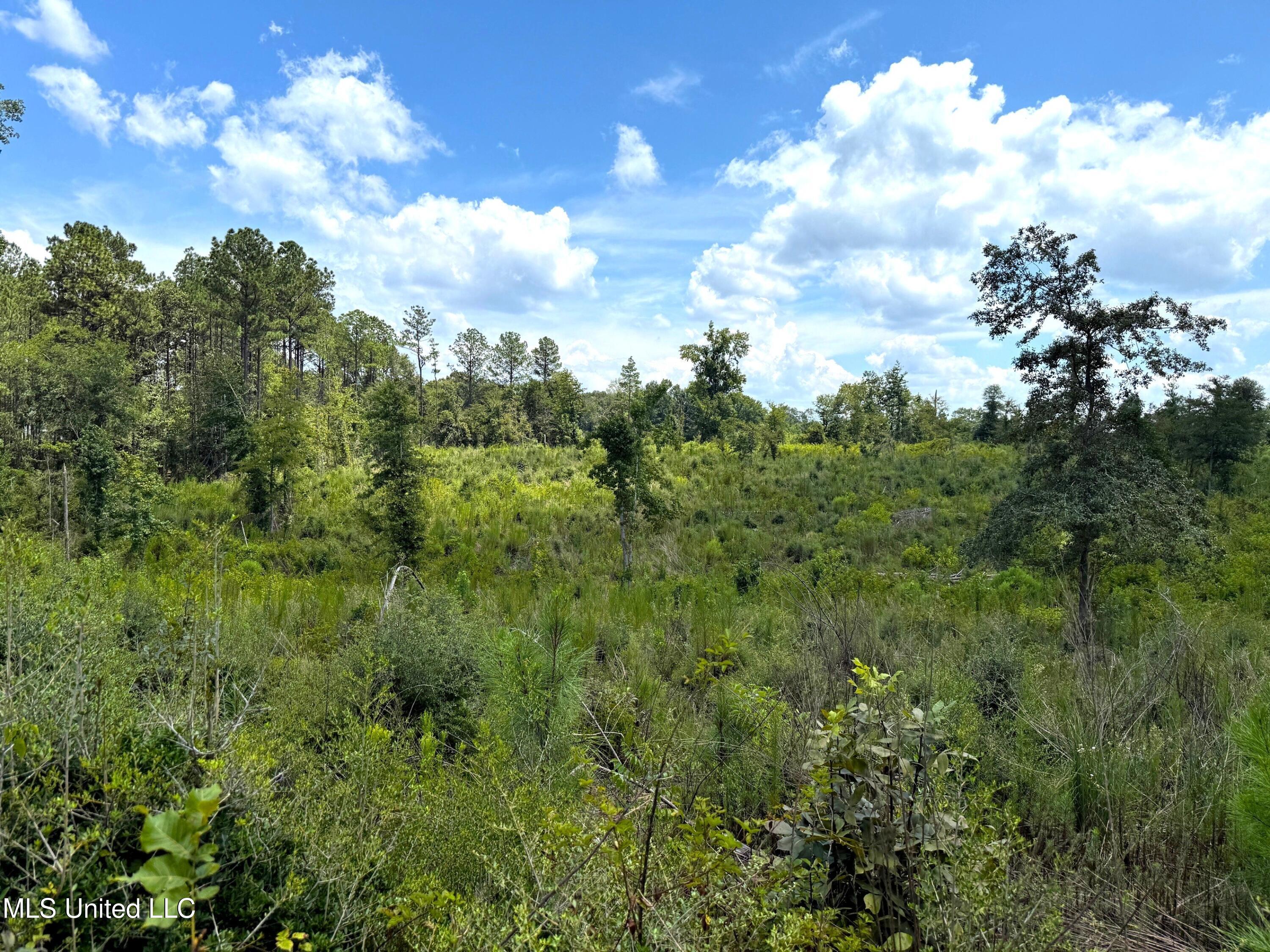 Cd Rayborn Rd Road Jayess, MS 39641 - Photo 2 of 5 IMG_2240