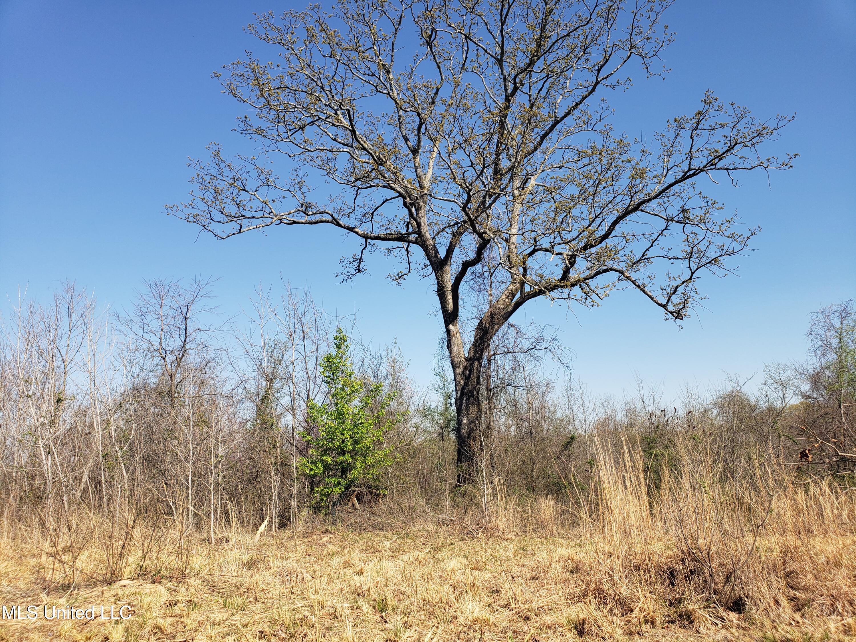 Hogfoot Road Senatobia, MS 38668 - Photo 110 of 145 20250326_154642