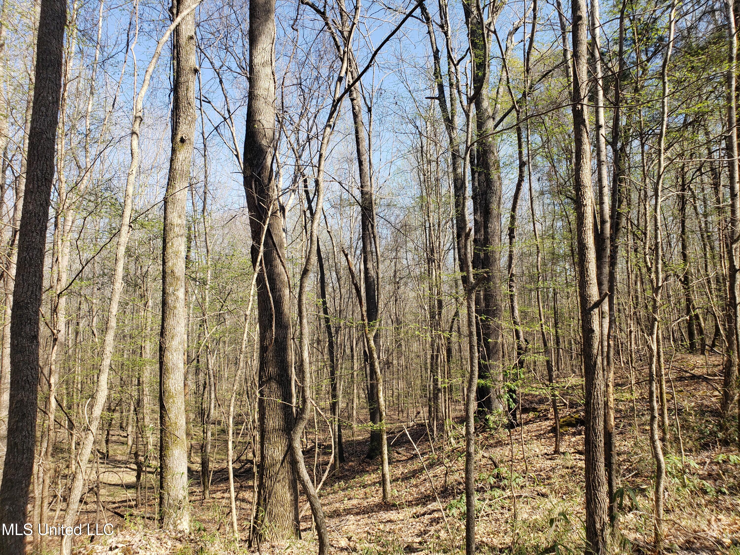 Hogfoot Road Senatobia, MS 38668 - Photo 120 of 145 20250326_155129