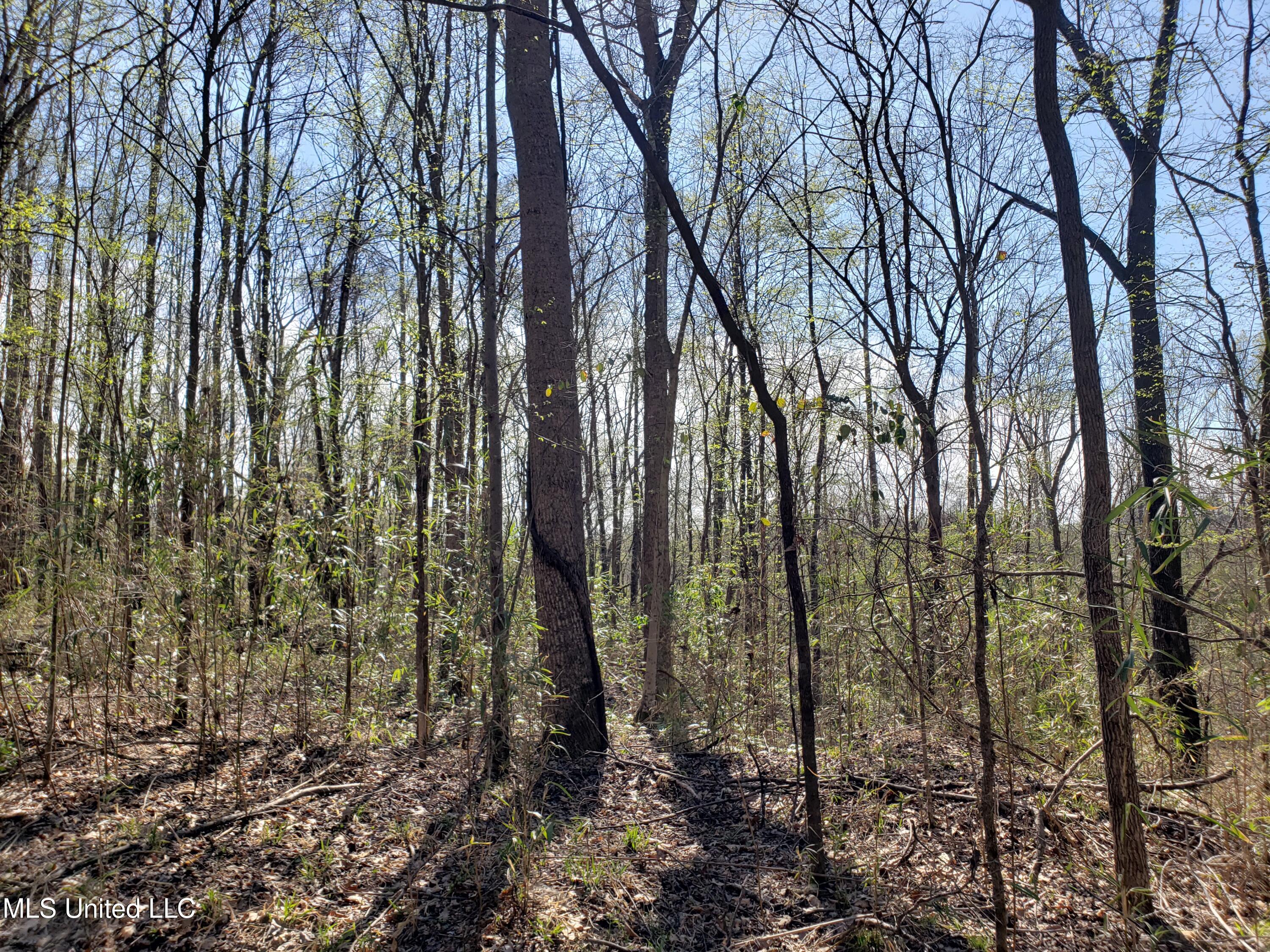 Hogfoot Road Senatobia, MS 38668 - Photo 122 of 145 20250326_155137