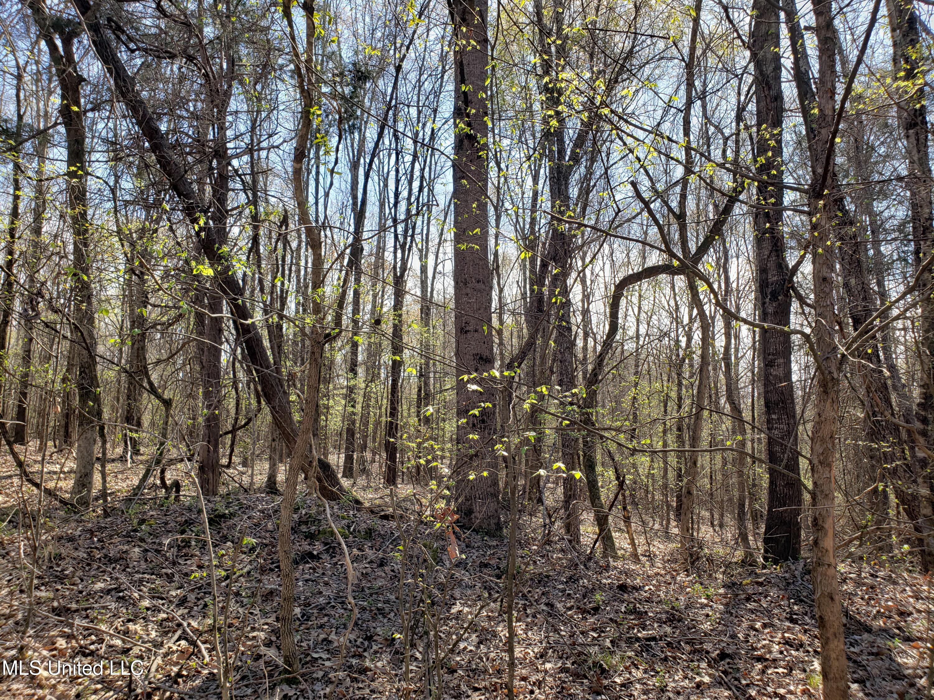 Hogfoot Road Senatobia, MS 38668 - Photo 125 of 145 20250326_155301