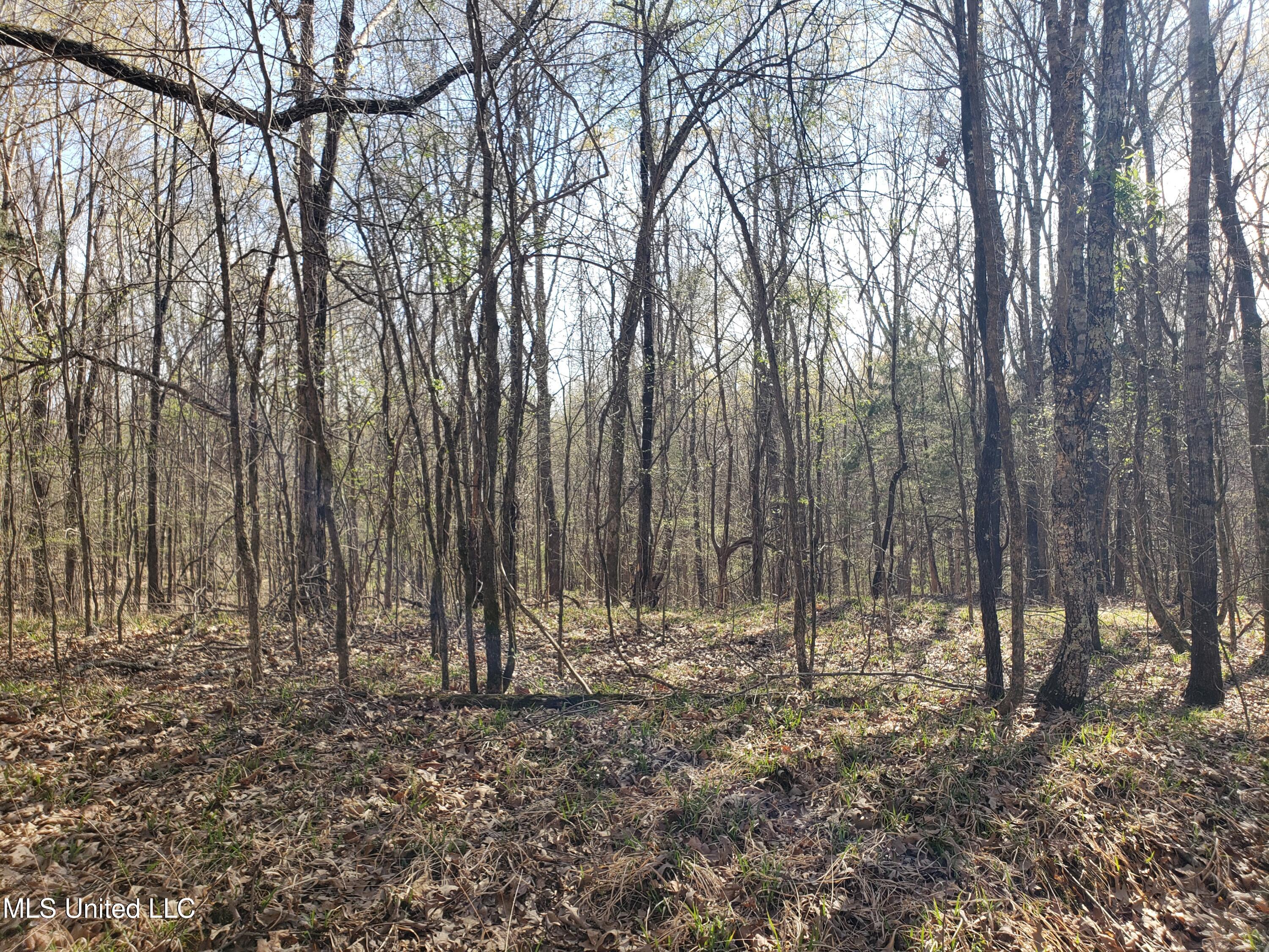 Hogfoot Road Senatobia, MS 38668 - Photo 129 of 145 20250326_155356