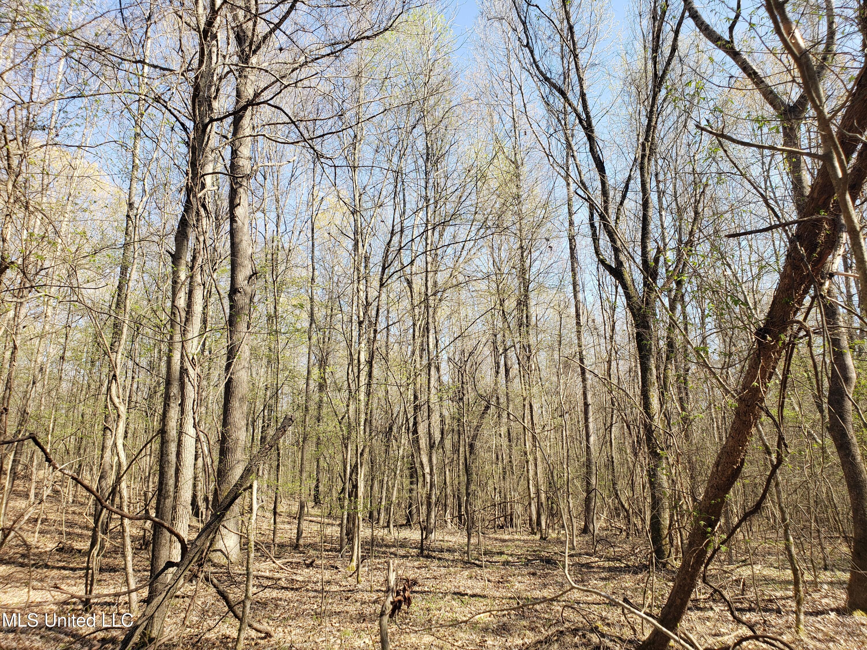 Hogfoot Road Senatobia, MS 38668 - Photo 131 of 145 20250326_155447