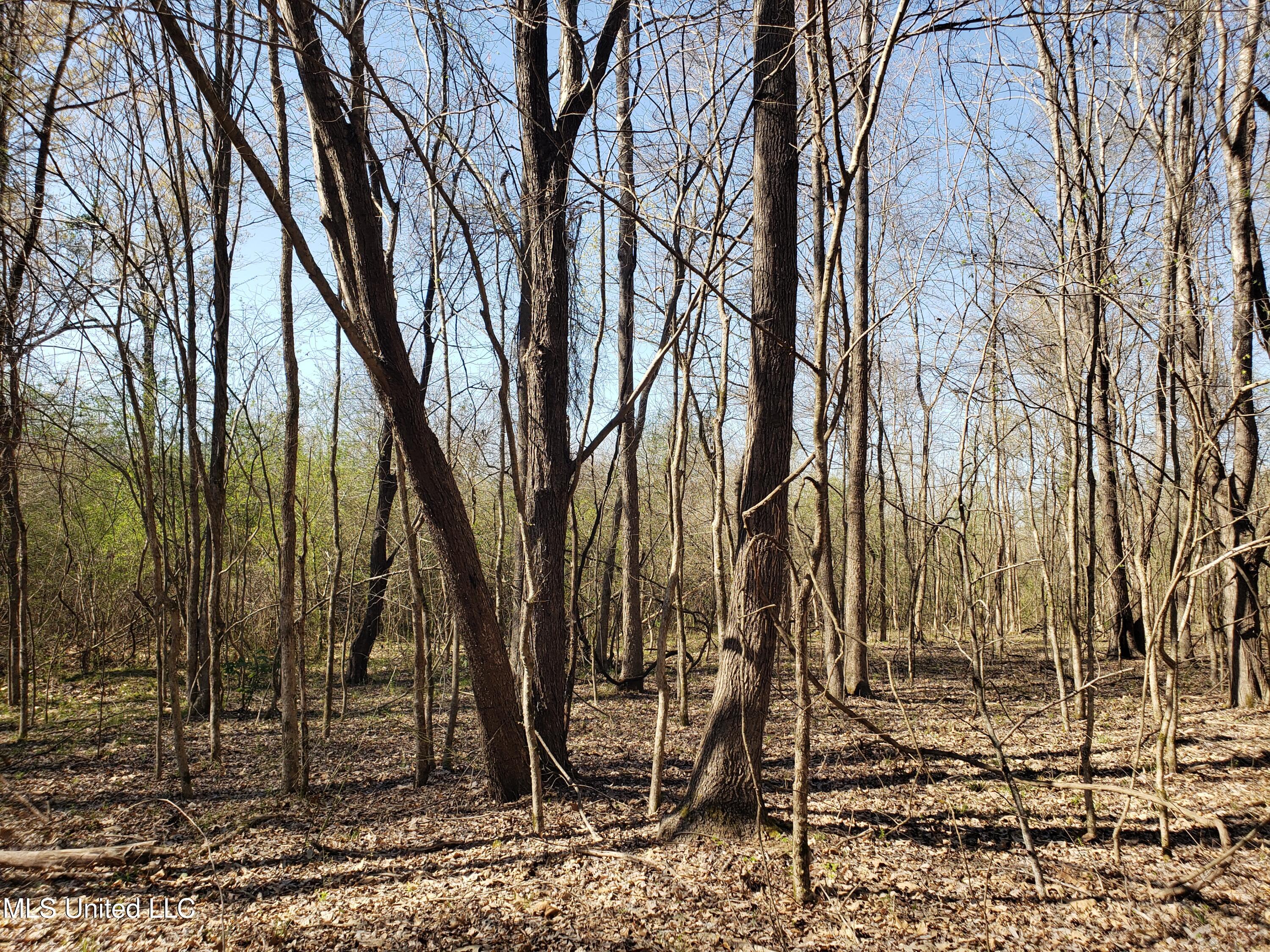 Hogfoot Road Senatobia, MS 38668 - Photo 133 of 145 20250326_155453