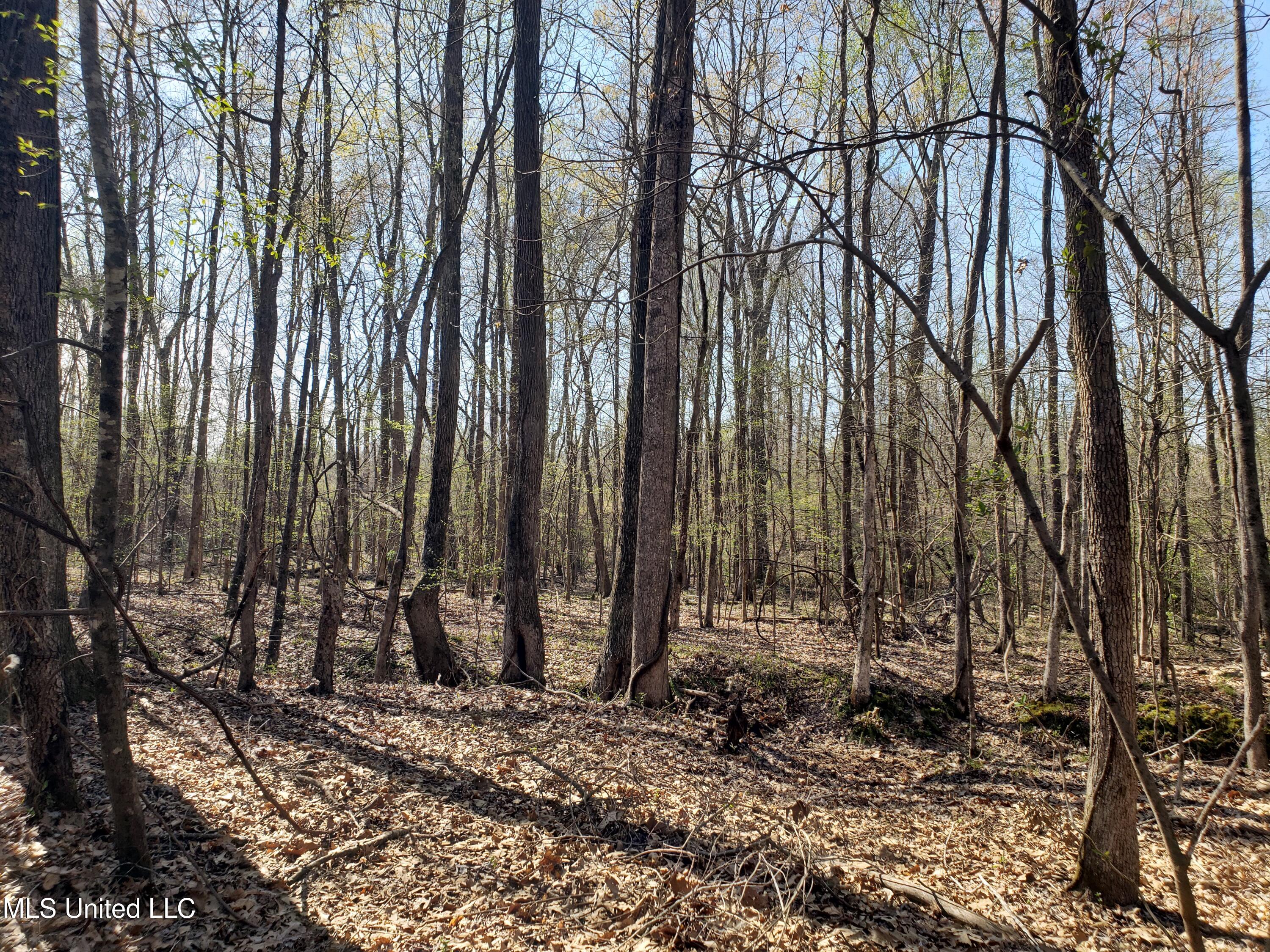 Hogfoot Road Senatobia, MS 38668 - Photo 134 of 145 20250326_155529