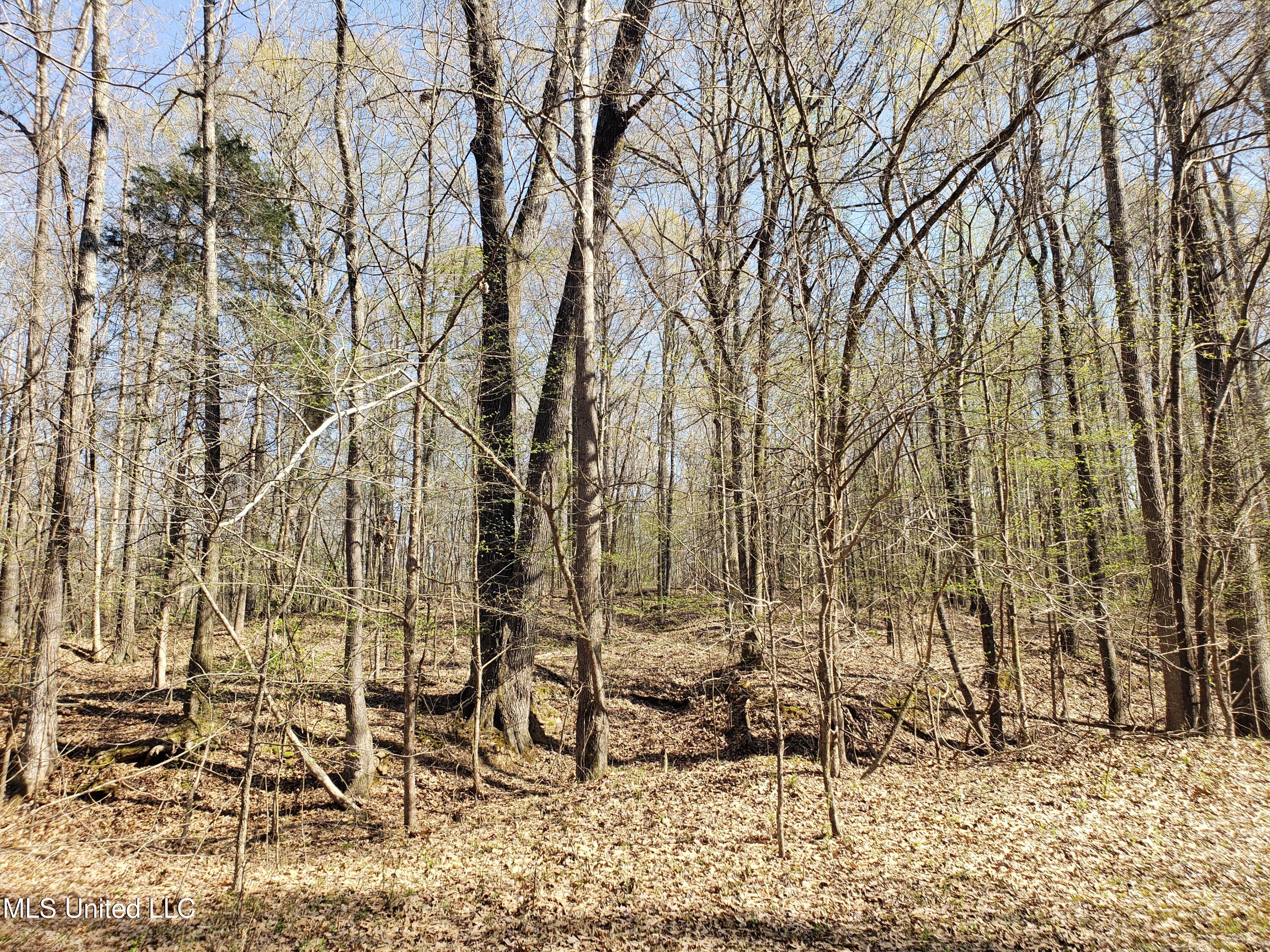 Hogfoot Road Senatobia, MS 38668 - Photo 136 of 145 20250326_155549