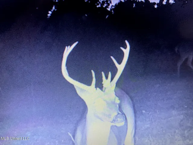 $2,541,000 | Hogfoot Road, Senatobia, MS 38668