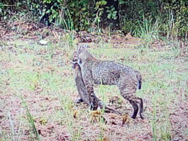 $2,541,000 | Hogfoot Road, Senatobia, MS 38668