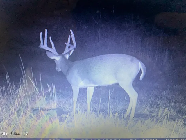 $2,541,000 | Hogfoot Road, Senatobia, MS 38668