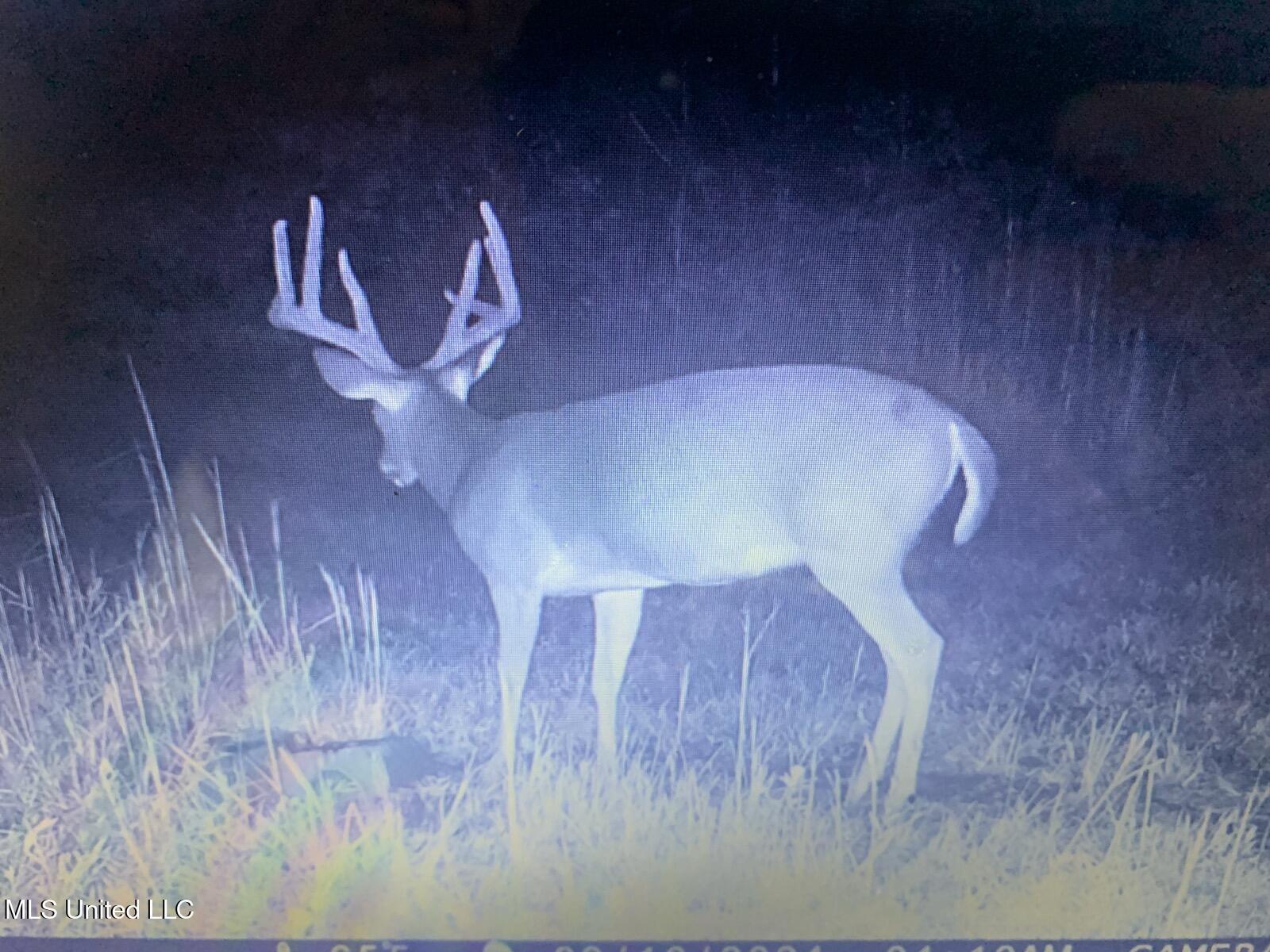 Hogfoot Road Senatobia, MS 38668 - Photo 25 of 145 295964