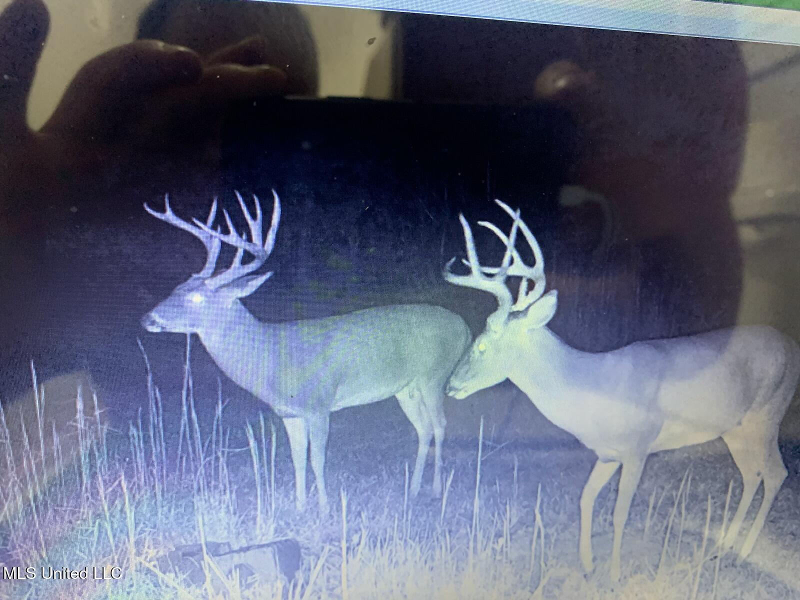 Hogfoot Road Senatobia, MS 38668 - Photo 26 of 145 295968