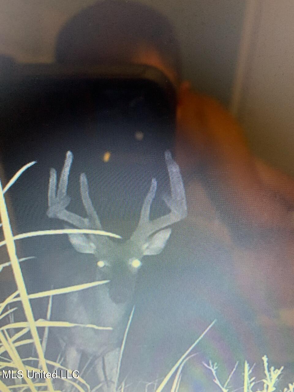 Hogfoot Road Senatobia, MS 38668 - Photo 30 of 145 295974