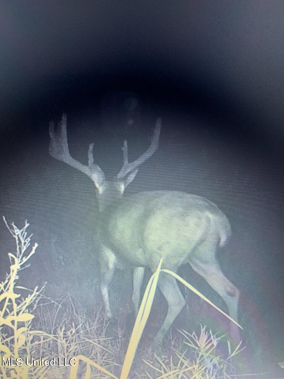 Hogfoot Road Senatobia, MS 38668 - Photo 31 of 145 295976